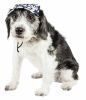 Pet Life 'Bone Cappa' Graffiti Sculptured Uv Protectant Adjustable Fashion Dog Hat Cap